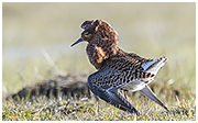 Kampfläufer © Holger Tange